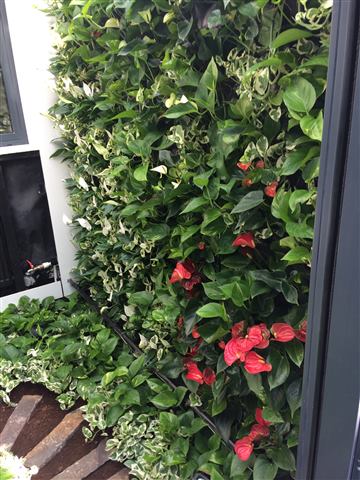 Grădină verticală cu plante naturale – Vilă rezidențială, foto 6 din 9